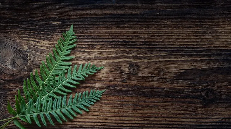 Kako skinuti silikon sa drveta?