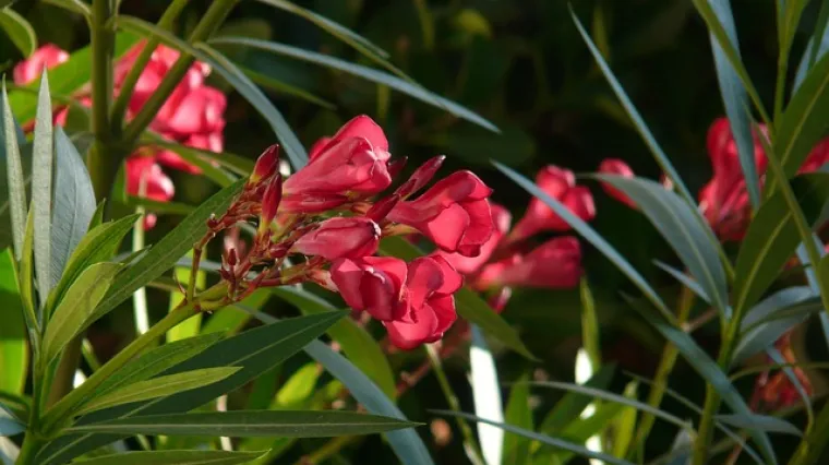 Kako se sadi oleander? Koji su uvjeti potrebni za sadnju oleandera?