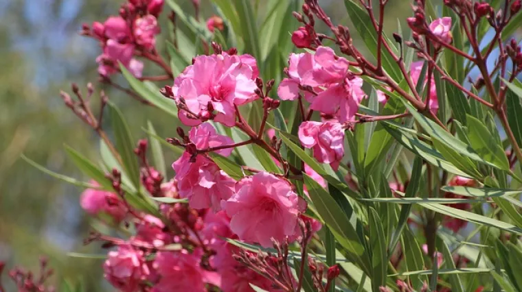 Zašto oleander ne cvate? Što učiniti kada oleander ne cvate?