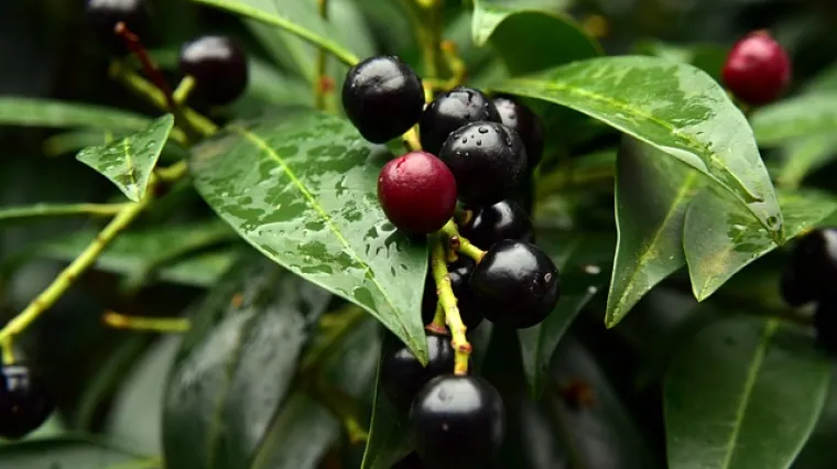 Kako ubrzati rast lovor vi&scaron;nje na tri načina