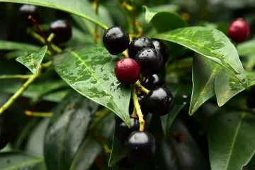 Kako ubrzati rast lovor vi&scaron;nje na tri načina