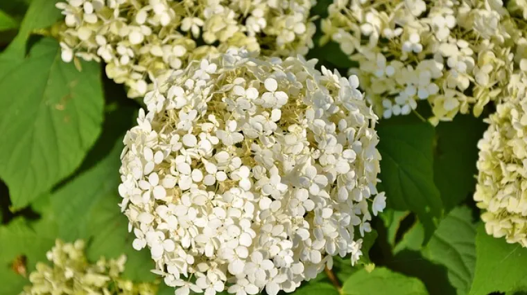 Hortenziji se su&scaron;e listovi - &scaron;to učiniti?