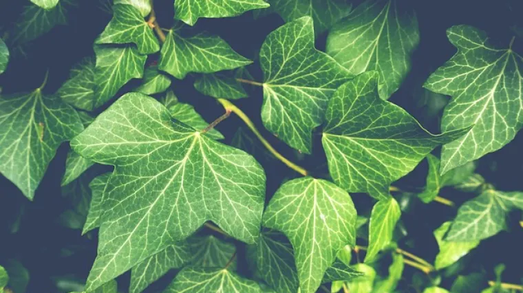 Koje su dobre kućne biljke penjačice?