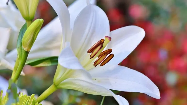 Praktični savjeti i vodič za pravilno održavanje sobnog ljiljana