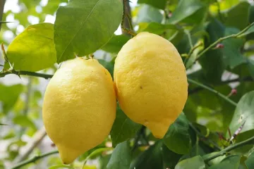 Recept kako se priprema osvježavajuća ljetna pita od limuna