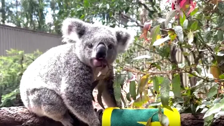 Koala Matilda odspavala 20 sati, a onda polusnena odabrala pobjednice u nogometu i digla sve na noge