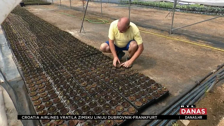 Plastenici na 50 stupnjeva! Cvijeće sprženo, a zalijevaju ga svakih pola sata