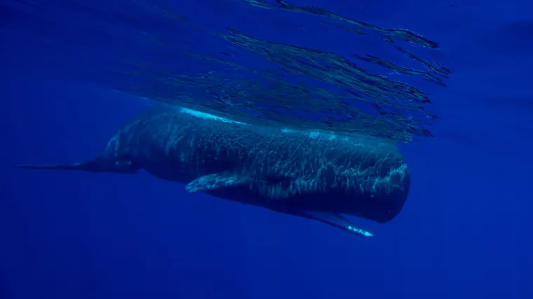 Morski biolog o ulješurama u Jadranu: 'Ove su velike oko 12 metara, a tada su tri nažalost uginule. Učili smo na greškama'