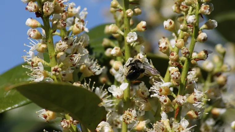 Što je portugalska trešnja? Kako se uzgaja portugalska trešnja?