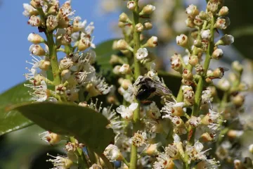 Što je portugalska trešnja? Kako se uzgaja portugalska trešnja?