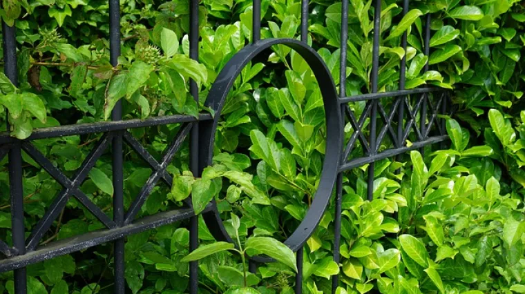 Koje je najbolje vrijeme za orezivanje lovor vi&scaron;nje? Kako se provodi orezivanje lovor vi&scaron;nje?