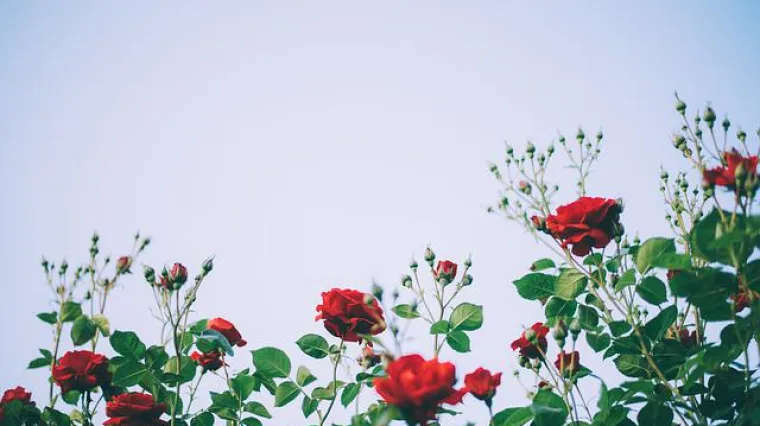 Kratki vodič i savjeti za razmnožavanje mini ruža