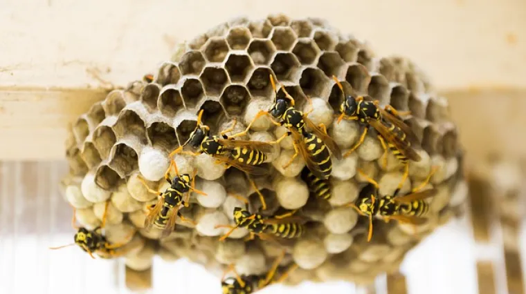 Kako napraviti zamku za octe? Kako se riješiti osinjaka?