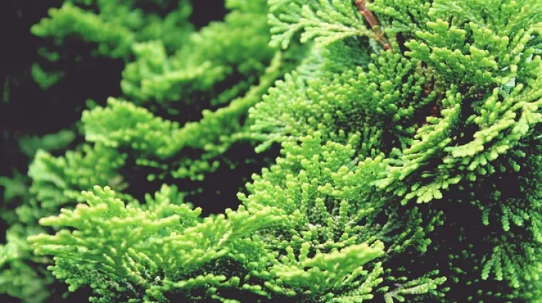 Što uzrokuje sušenje čempresa? Kako spriječiti sušenje čempresa?