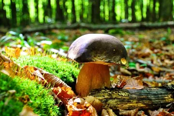 U kojoj šumi rastu vrganji? Kako prepoznati vrganje u šumi?