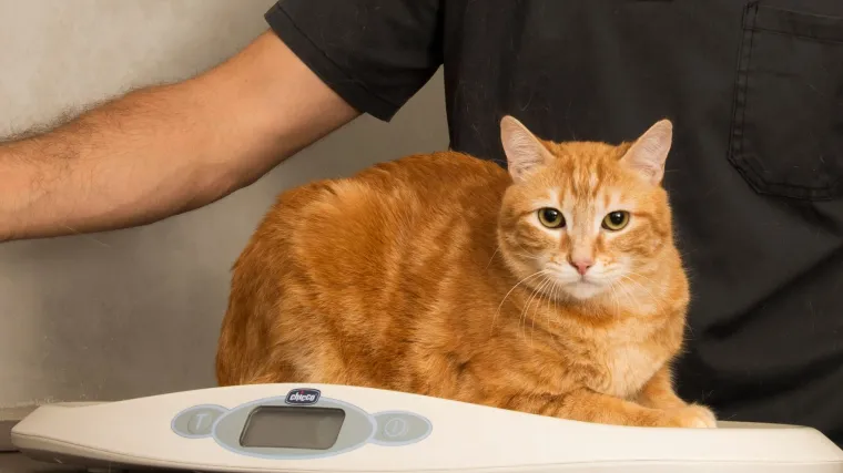 Kako održavati zdravu težinu i pomoći mački da izgubi na težini