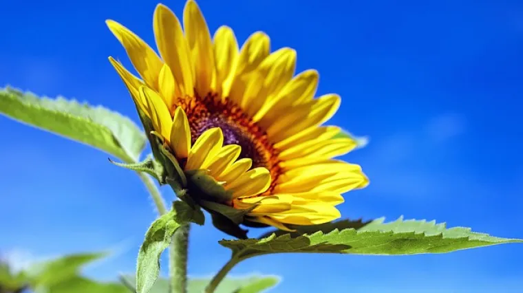 Kada se bere suncokret? Kada je najbolje vrijeme za branje suncokreta?