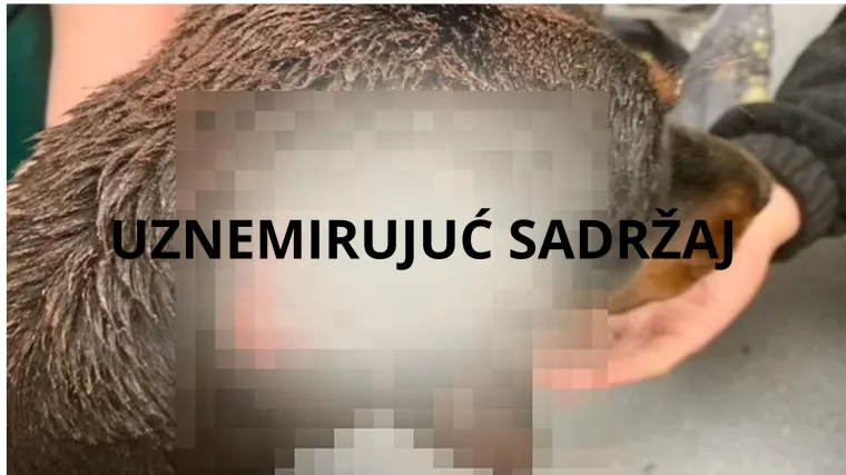 Zbog estetike zarezao dobermanki Georgiji u&scaron;i, visjele su, &scaron;irio se smrad gnoja: 'Bilo je bolno vidjeti je...'