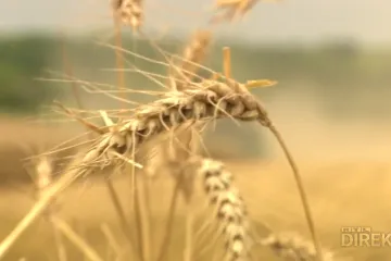 Špageti su od sinonima za jeftinu namirnicu postali luksuz! Direkt u istrazi hoće li još poskupjeti