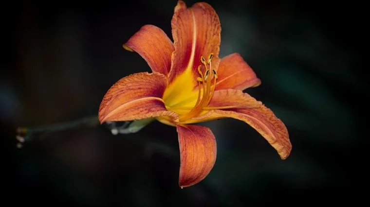 Kada je vrijeme cvatnje ljiljana?