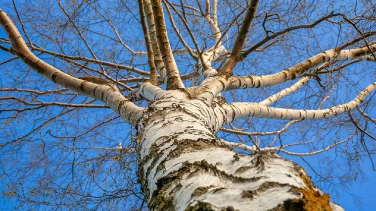 Kako izgleda žalosna breza? Koje su osnovne karakteristike žalosne breze?
