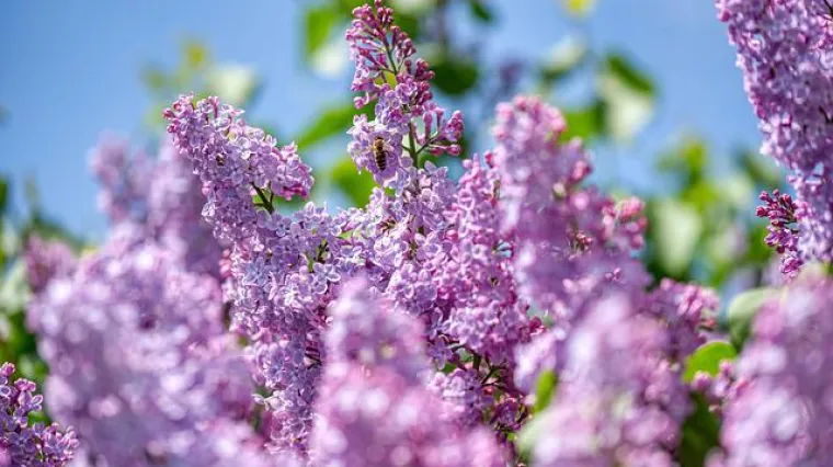 Koje su osnovne karakteristike ljetnog jorgovana? Kada cvate ljetni jorgovan?