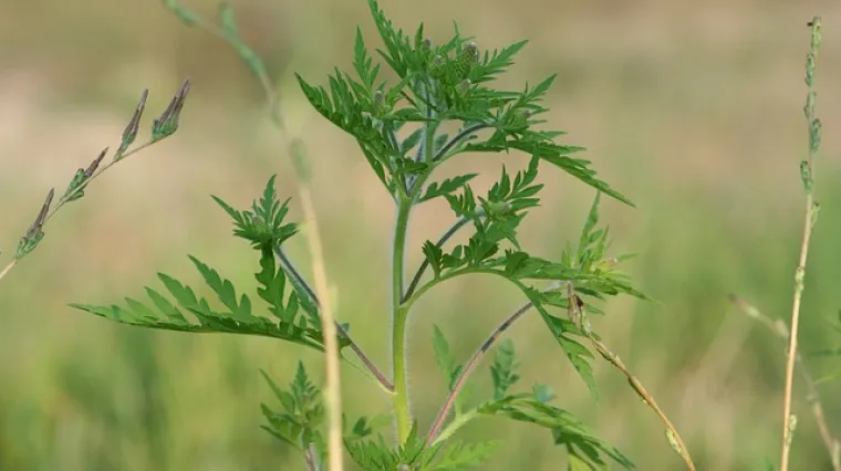 Do kada cvate ambrozija?  Kada prestaje vrijeme cvatenje ambrozije?