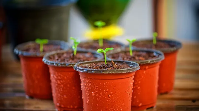 Biljka koja tjera voluharice odličan način u borbi protiv voluharica