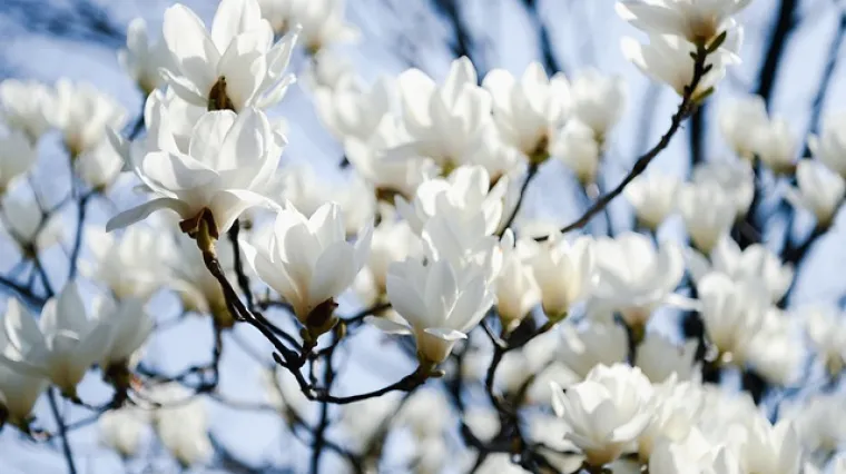Gdje posaditi magnoliju? Kako posaditi magnoliju?
