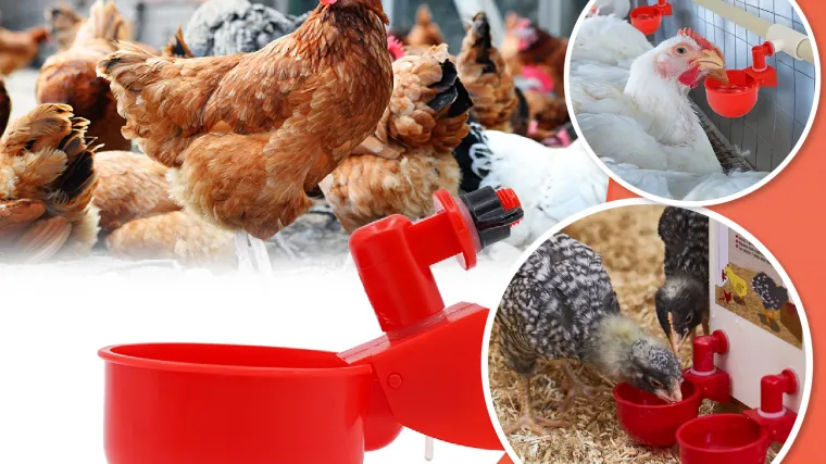 Unaprijedite uzgoj peradi s revolucionarnim sustavom automatske opskrbe vodom