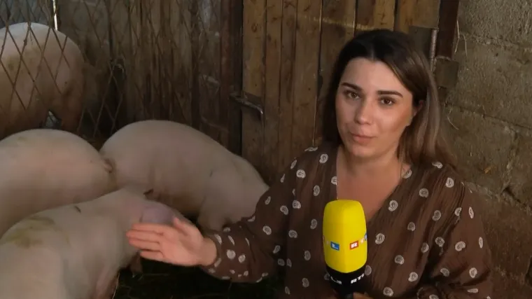 Treba vam samo 250 eura da postanete vlasnik svinje: Bez prljanja ruku, nakon 900 dana, može je pretvoriti u kobasice i pršut