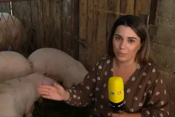 Treba vam samo 250 eura da postanete vlasnik svinje: Bez prljanja ruku, nakon 900 dana, može je pretvoriti u kobasice i pr&scaron;ut