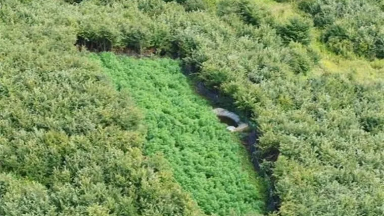 Policija pronašla polje puno marihuane kod Đurđevca, a kad su pretražili kuće osumnjičenog trojca, imali su što vidjeti