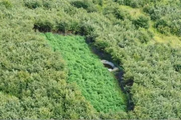 Policija pronašla polje puno marihuane kod Đurđevca, a kad su pretražili kuće osumnjičenog trojca, imali su što vidjeti