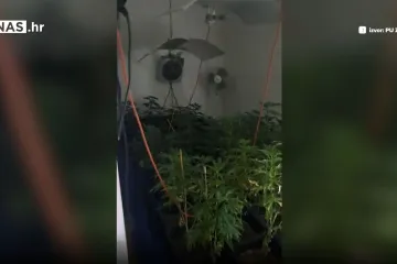 Sve bolje od boljeg. Pronašli stabljike marihuane u stanu čovjeka koji je izveo cirkus tijekom privođenja