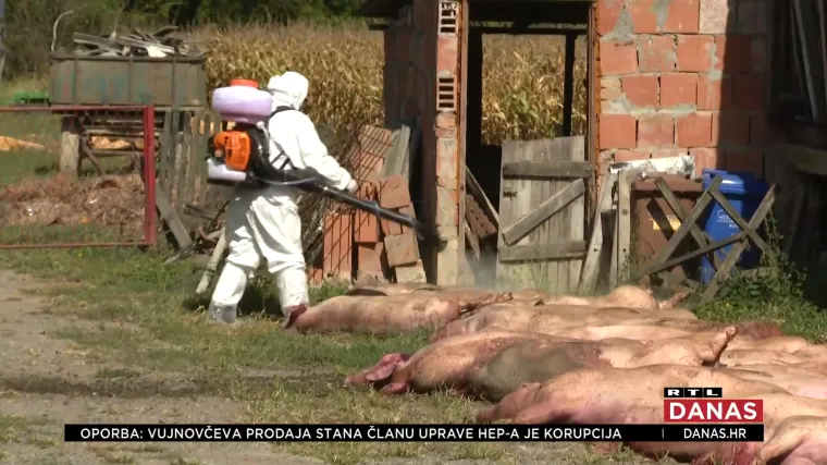 Ovo je tužna slika sa slavonskih farmi. Čak i ako bolest nije potvrđena, neki vlasnici traže eutanaziju