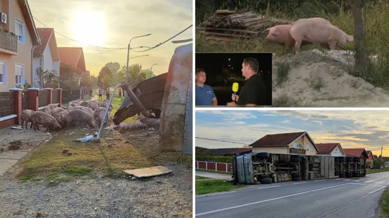 U Podravskoj Moslavini još traže nekoliko svinja koje su utekle iz prevrnutog kamiona; Bile su s područja gdje vlada svinjska kuga