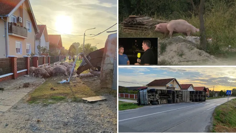 Odbjegle svinje još nisu locirali, uhitili niti transferirali: 'Još su negdje oko nas...'