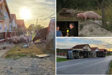 Odbjegle svinje još nisu locirali, uhitili niti transferirali: 'Još su negdje oko nas...'