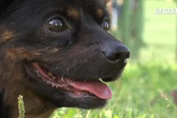 Rocky je paraliziran ostavljen na cesti. Spasio ga vozač, a zahvaljujući posebnim kolicima opet može veselo trčkarati