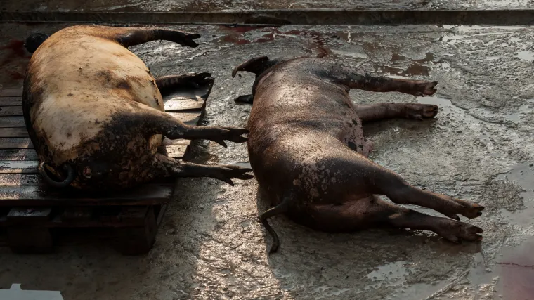 Zaražene svinje krijumčare se iz sjevernog dijela BiH u Hercegovinu