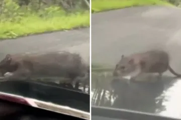 Štakor dobio besplatno putovanje! Iznenadio vozača u vožnji: ''Samo mi nemoj pojesti žice'