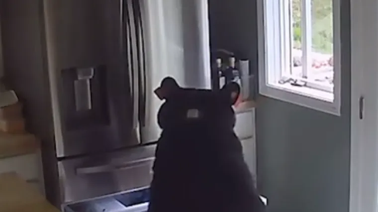 Medo provalio u kuću, krenuo ravno prema hladnjaku pa 'maznuo' smrznute lazanje iz zamrzivača