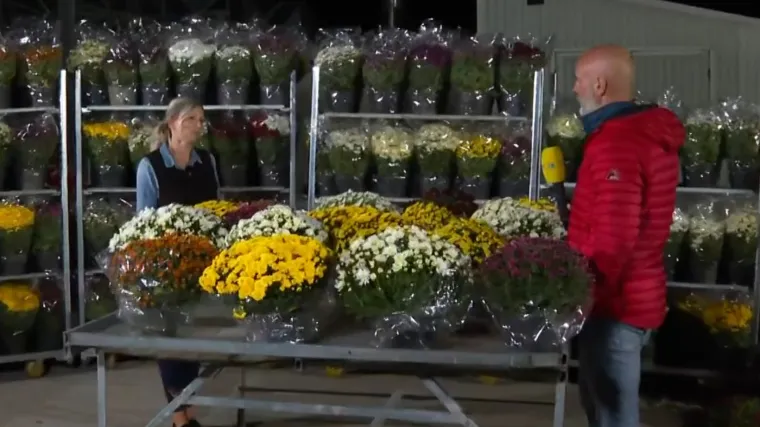 Manje cvijeća na grobovima ove godine? Poskupljenje je 30%. Proizvođači cvijeća tvrde: 'Potražnja je i dalje ista'