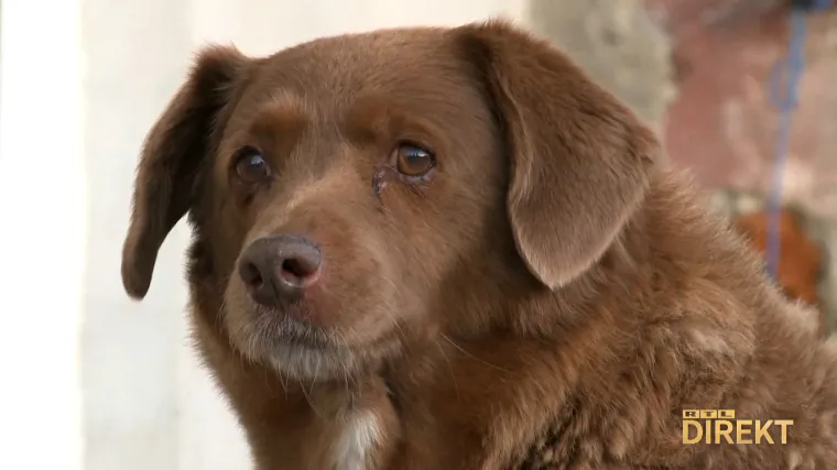 Bobi je živio bez povodca, u prirodi i čudesno doživio 31 godinu. Je li on svjetsko čudo ili samo dobra prijevara?