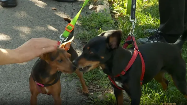 Osim što možete donirati krv ili bubreg, možete i izmet svoga psa: 'Postupak je poprilično jednostavan'