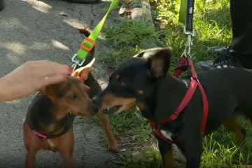 Osim što možete donirati krv ili bubreg, možete i izmet svoga psa: 'Postupak je poprilično jednostavan'