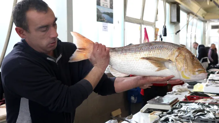 Ljepotan, kapitalac, zubatac - kralj mora! Težak 7,60 kilograma nudio se na šibenskoj ribarnici