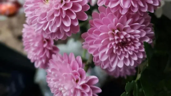 Krizantema &ndash; cvijet vječnosti koji povezuje svjetove živih i mrtvih