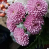 Krizantema &ndash; cvijet vječnosti koji povezuje svjetove živih i mrtvih